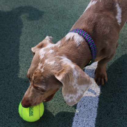 Bruno the Dachshund the ball boy in the Centre Court fishtail weave dog collar by Green Dog, handmade in Alpine Green and Deep Purple cord with alpine green BioThane adjustable strap and Green Dog's signature bone tassel.