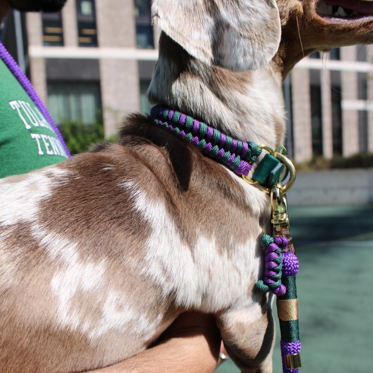 Bruno the Dachshund with his dad on the tennis court, styled for Wimbledon in Green Dog’s handmade Centre Court dog collar.