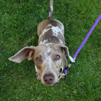 Bruno the mini Dachshund gazing up with his Centre Court Fishtail weave adjustable cord collar and classic clip rope lead in Alpine Green and Deep Purple, handcrafted for small dogs with style.