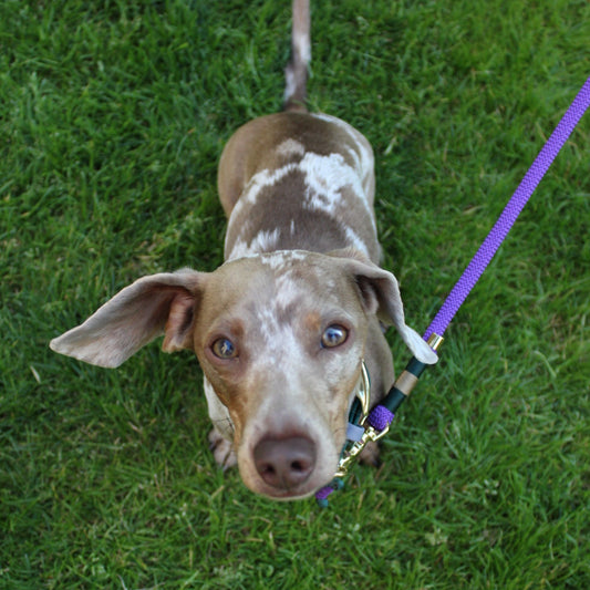 Bruno the mini Dachshund gazing up with his Centre Court Fishtail weave adjustable cord collar and classic clip rope lead in Alpine Green and Deep Purple, handcrafted for small dogs with style.