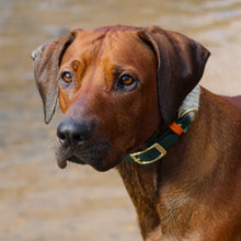 Rhodesian ridgeback wearing a Dingley wool and BioThane hybrid dog collar by Green Dog, woven by hand from undyed British wool