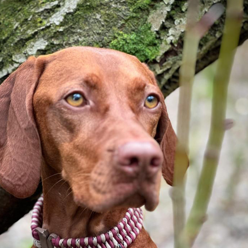 Gertie the Hungarian Vizsla wearing a Green Dog non-adjustable cord dog collar in maroon and desert camo with a brown safe lock buckle, showcasing stylish and durable dog accessories.