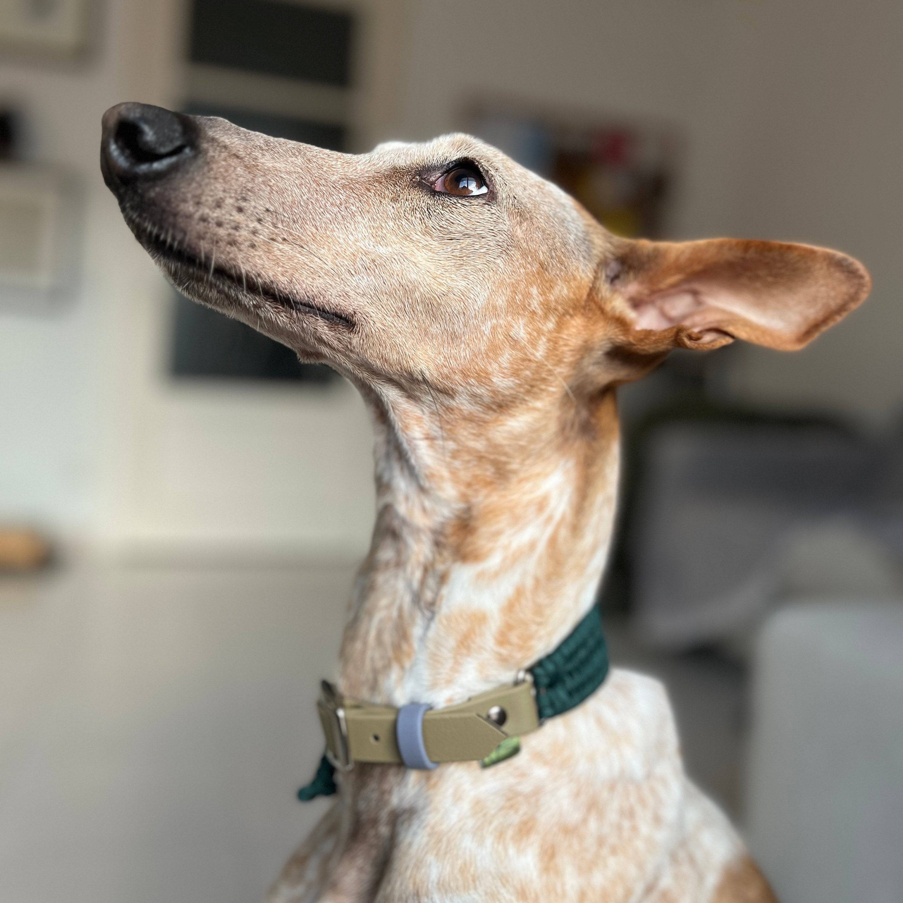 Adjustable Cord Collar with BioThane Adapter - Nala Green - Green Dog