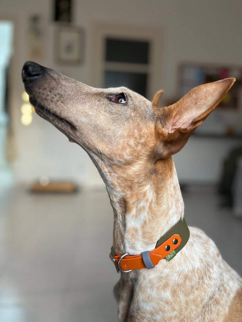 Cotswold Rambler - Nala Green - Green Dog