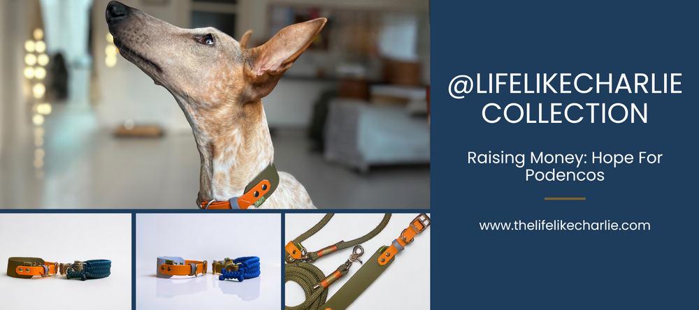 Life Like Charlie Collection for dogs - raising money for Hope For Podencos charity with stylish dog collars and leads