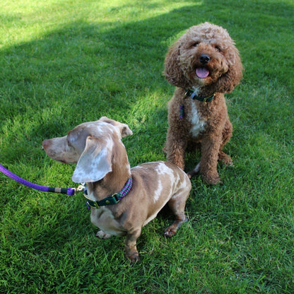 Pippa and Bruno wearing matching Centre Court handmade dog collars, inspired by Wimbledon and crafted with eco-conscious materials.