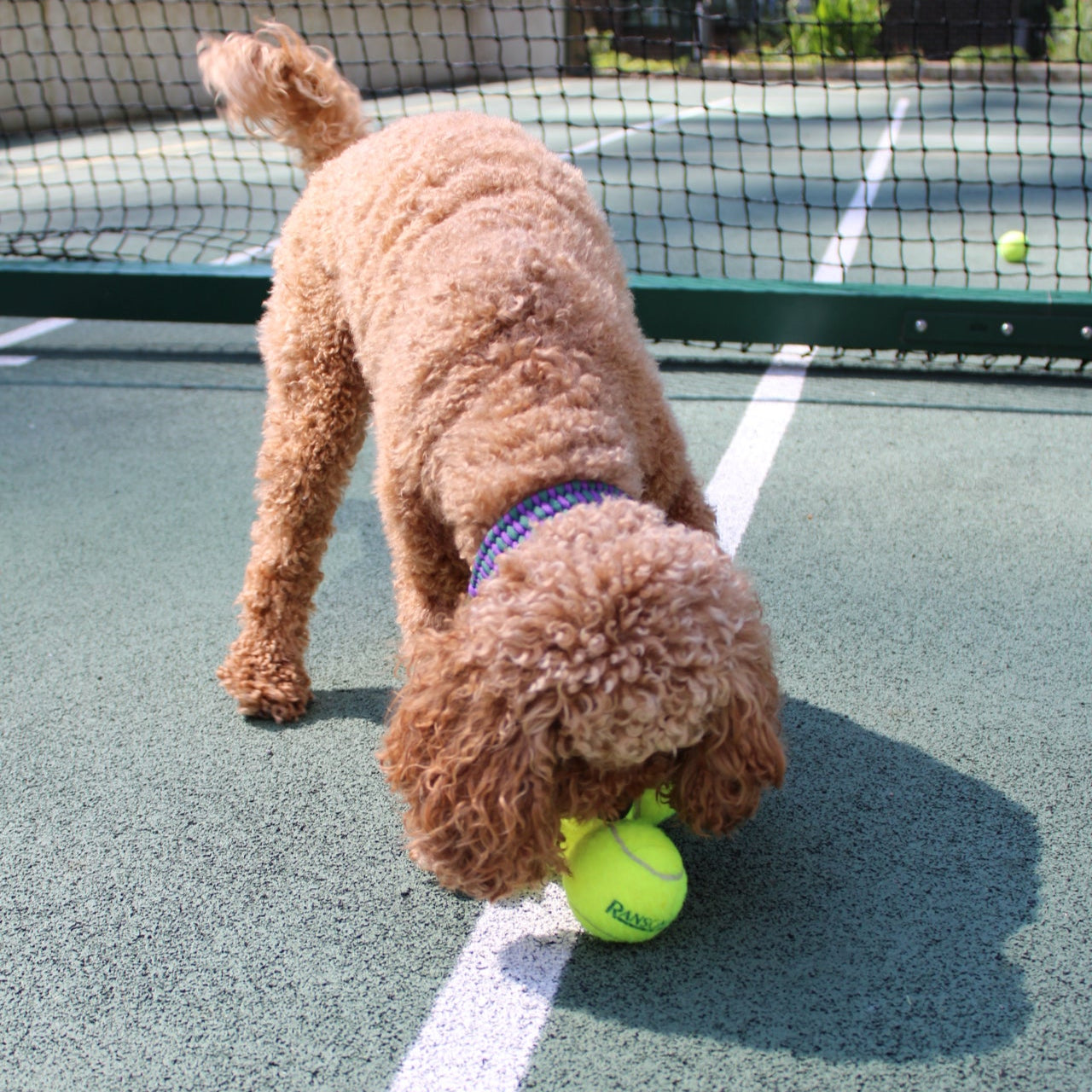 Pippa in her Centre Court collar collecting tennis balls as the ball girl, capturing the spirit of Wimbledon with Green Dog’s handmade, custom dog accessories.
