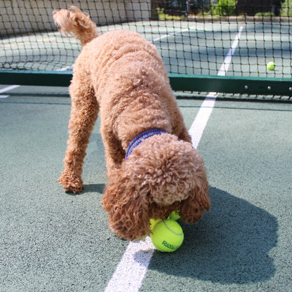 Pippa in her Centre Court collar collecting tennis balls as the ball girl, capturing the spirit of Wimbledon with Green Dog’s handmade, custom dog accessories.