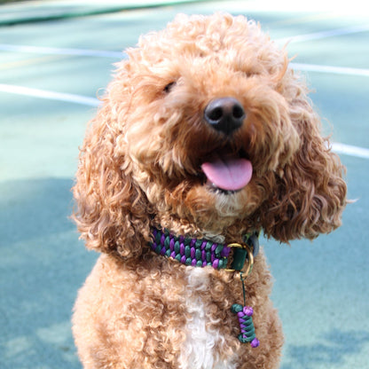Pippa wearing the Centre Court handmade dog collar in Alpine Green and Deep Purple with brass hardware, custom-fitted for style and comfort. 3-row weave